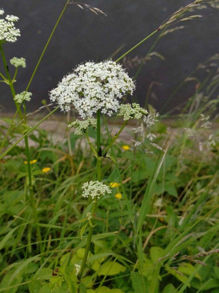 Сныть обыкновенная — плоды (Aegopodium podagraria)