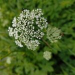 Сныть обыкновенная — плоды (Aegopodium podagraria)