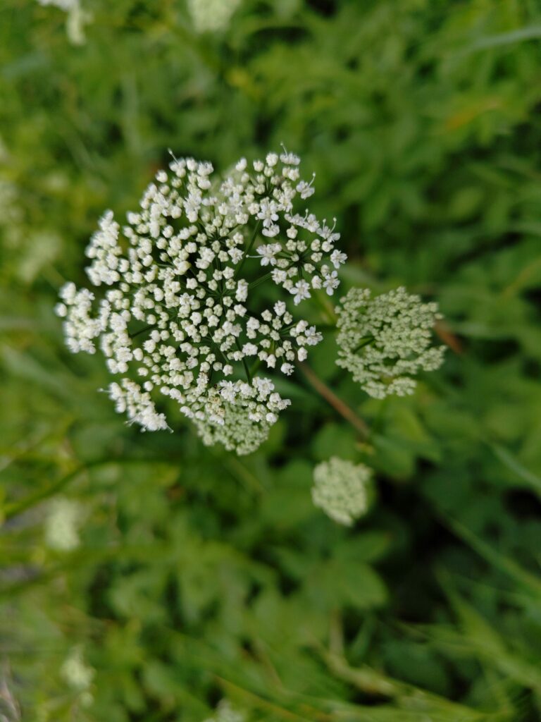 Сныть обыкновенная — плоды (Aegopodium podagraria)