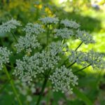 Сныть обыкновенная (Aegopodium podagraria)