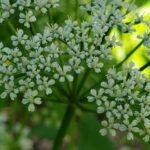 Сныть обыкновенная (Aegopodium podagraria)