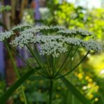 Сныть обыкновенная (Aegopodium podagraria)