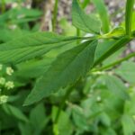 Сныть обыкновенная (Aegopodium podagraria)