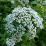 Сныть обыкновенная (Aegopodium podagraria)