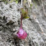 Сныть обыкновенная (Aegopodium podagraria)