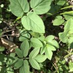 Сныть обыкновенная (Aegopodium podagraria)