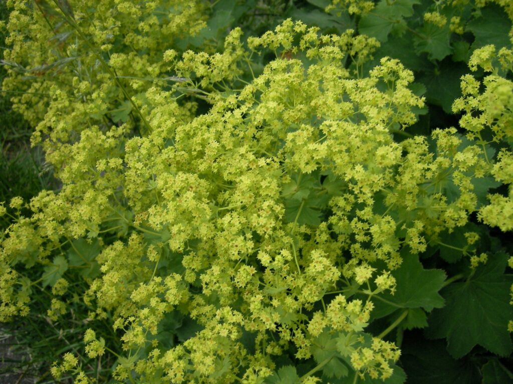 Манжетка обыкновенная — цветки (Alchemilla vulgaris)
