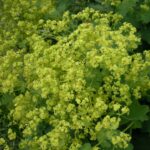 Манжетка обыкновенная — цветки (Alchemilla vulgaris)