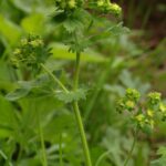 Манжетка обыкновенная — общий вид (Alchemilla vulgaris)