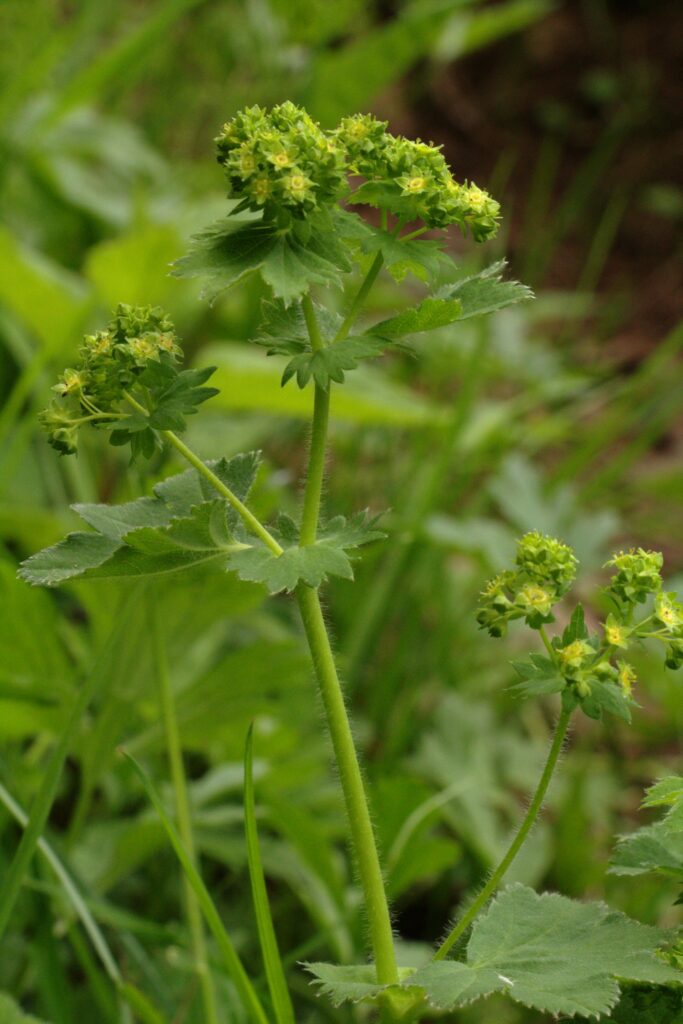 Манжетка обыкновенная — общий вид (Alchemilla vulgaris)