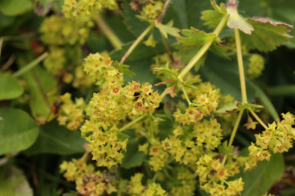 Манжетка обыкновенная — общий вид (Alchemilla vulgaris)