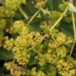 Манжетка обыкновенная — общий вид (Alchemilla vulgaris)