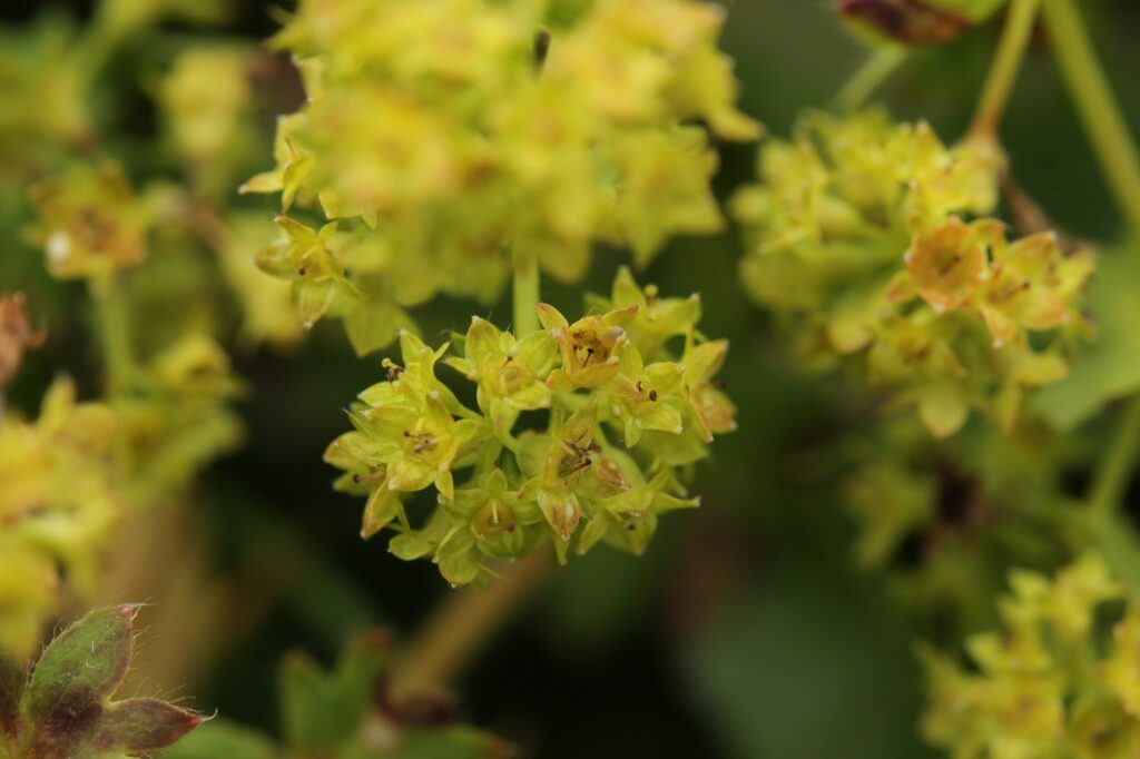 Манжетка обыкновенная — общий вид (Alchemilla vulgaris)