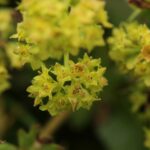 Манжетка обыкновенная — общий вид (Alchemilla vulgaris)