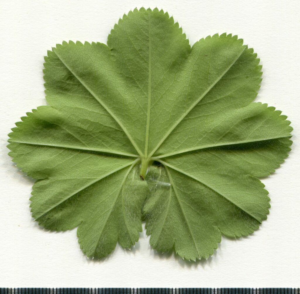 Манжетка обыкновенная — лист (Alchemilla vulgaris)