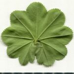 Манжетка обыкновенная — лист (Alchemilla vulgaris)