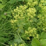 Манжетка обыкновенная (Alchemilla vulgaris)