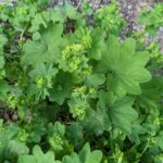 Манжетка обыкновенная (Alchemilla vulgaris)
