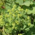 Манжетка обыкновенная (Alchemilla vulgaris)