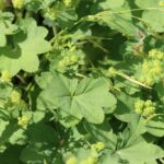 Манжетка обыкновенная (Alchemilla vulgaris)