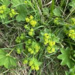 Манжетка обыкновенная (Alchemilla vulgaris)