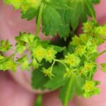 Манжетка обыкновенная (Alchemilla vulgaris)