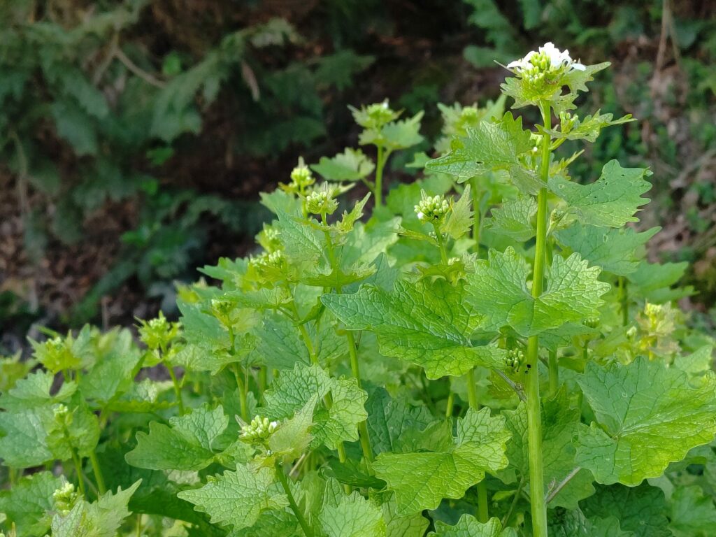 Чесночница лекарственная — общий вид (Alliaria petiolata)