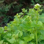 Чесночница лекарственная — общий вид (Alliaria petiolata)