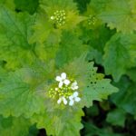 Чесночница лекарственная — общий вид (Alliaria petiolata)