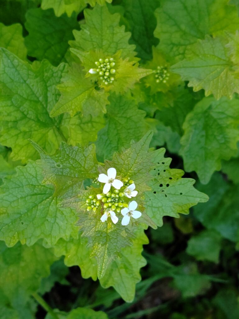 Чесночница лекарственная — общий вид (Alliaria petiolata)