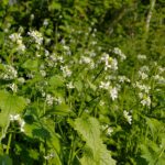 Чесночница лекарственная — общий вид (Alliaria petiolata)