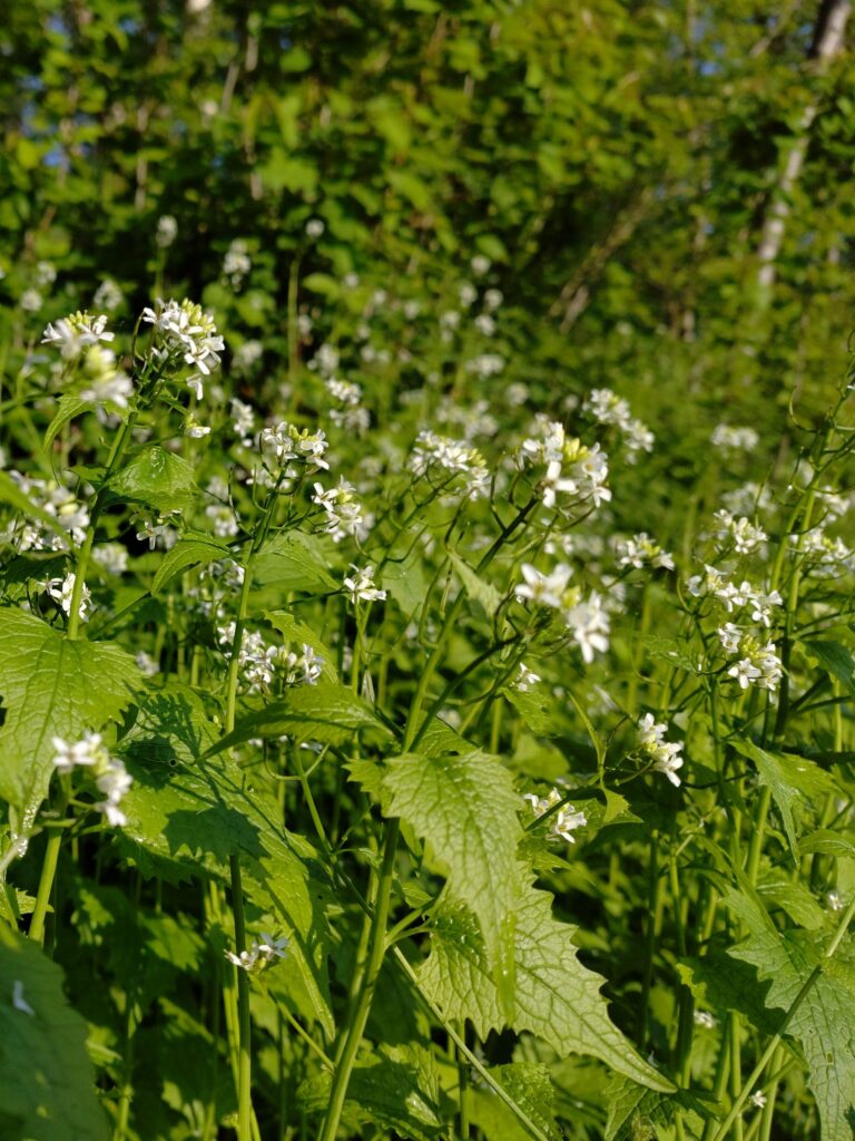 Чесночница лекарственная — общий вид (Alliaria petiolata)