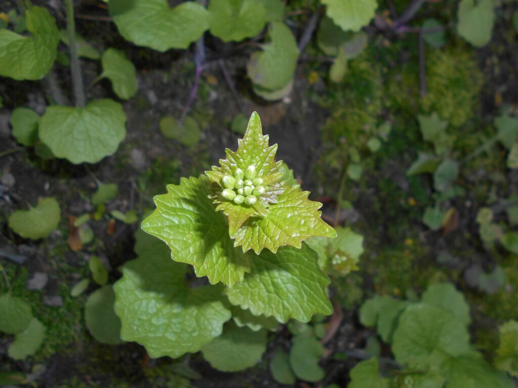 Чесночница лекарственная — общий вид (Alliaria petiolata)