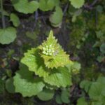 Чесночница лекарственная — общий вид (Alliaria petiolata)