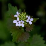 Чесночница лекарственная — общий вид (Alliaria petiolata)