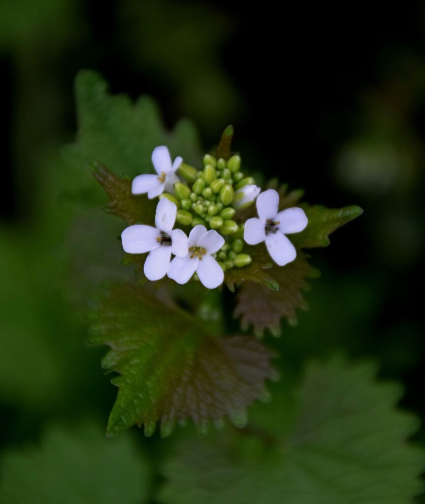 Чесночница лекарственная — общий вид (Alliaria petiolata)