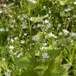 Чесночница лекарственная — общий вид (Alliaria petiolata)