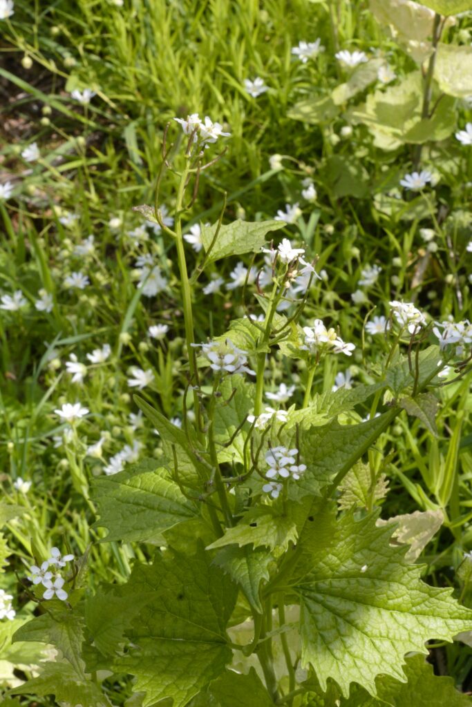 Чесночница лекарственная — общий вид (Alliaria petiolata)