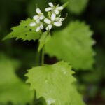 Чесночница лекарственная — общий вид (Alliaria petiolata)