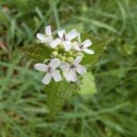 Чесночница лекарственная — общий вид (Alliaria petiolata)