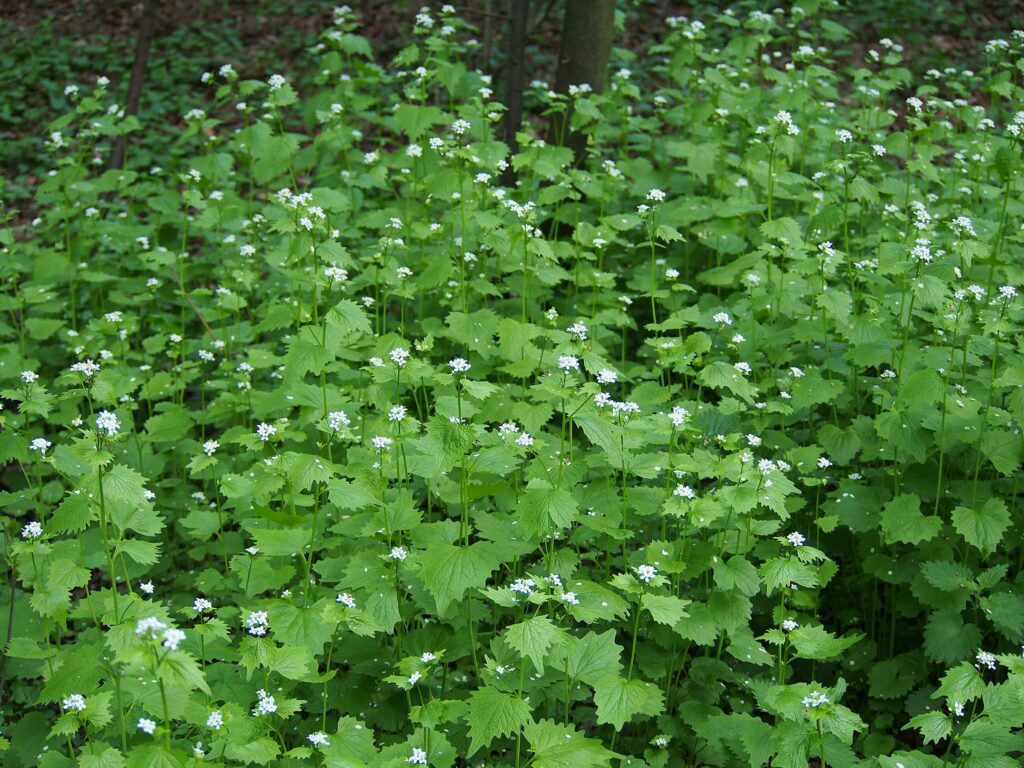 Чесночница лекарственная — общий вид (Alliaria petiolata)