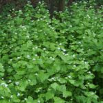 Чесночница лекарственная — общий вид (Alliaria petiolata)