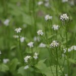 Чесночница лекарственная (Alliaria petiolata)