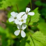 Чесночница лекарственная (Alliaria petiolata)