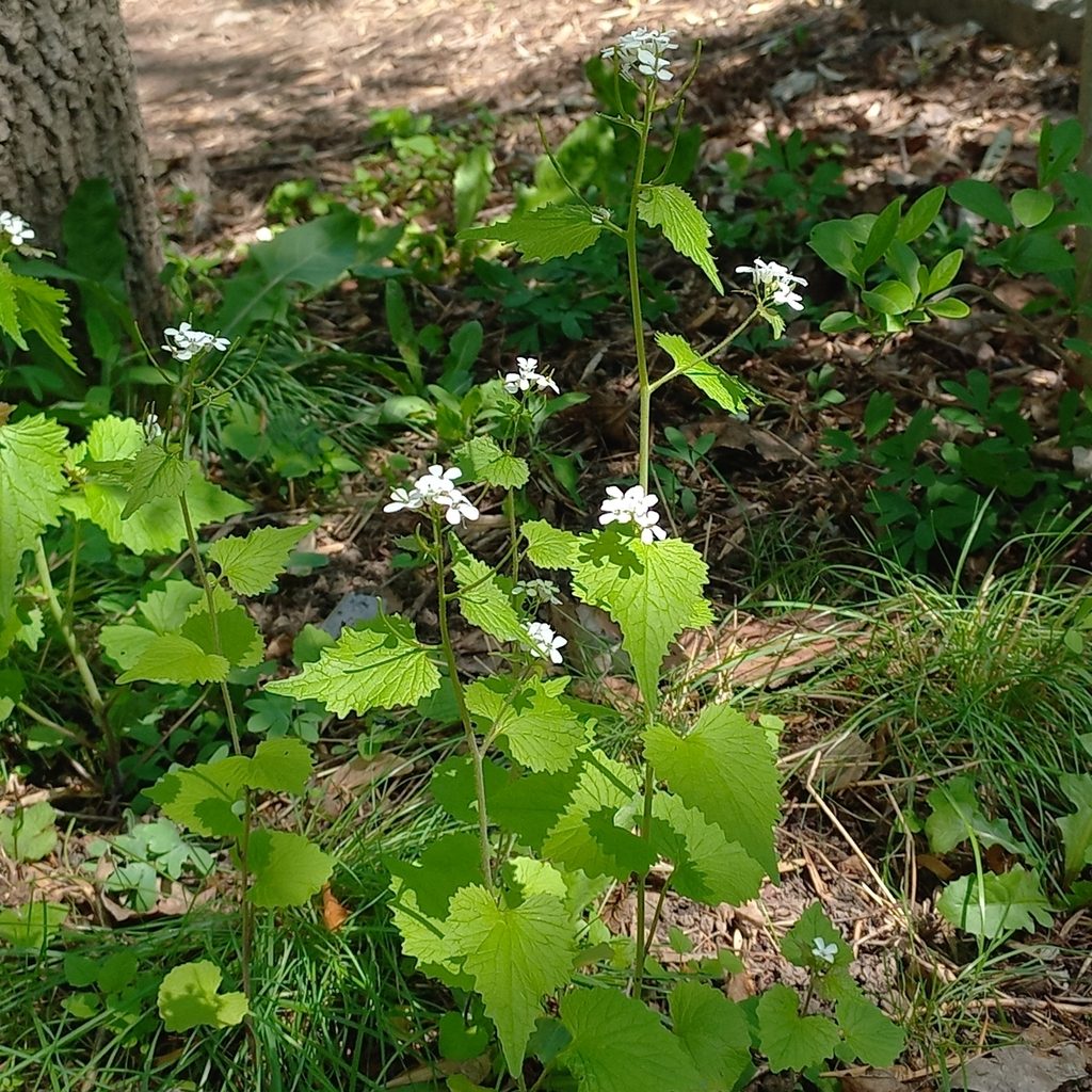 Чесночница лекарственная (Alliaria petiolata)