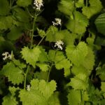 Чесночница лекарственная (Alliaria petiolata)