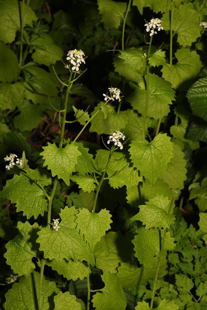 Чесночница лекарственная (Alliaria petiolata)