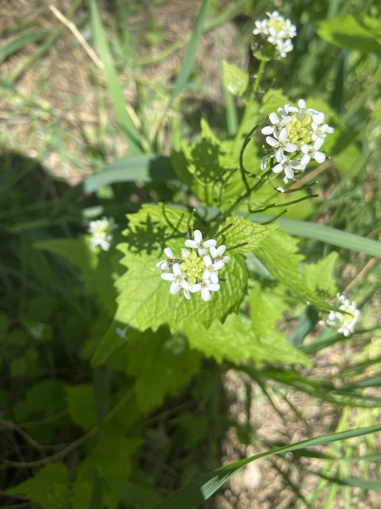 Чесночница лекарственная (Alliaria petiolata)