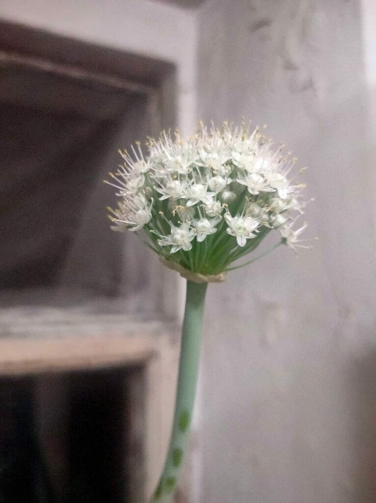 Лук репчатый — общий вид (Allium cepa)