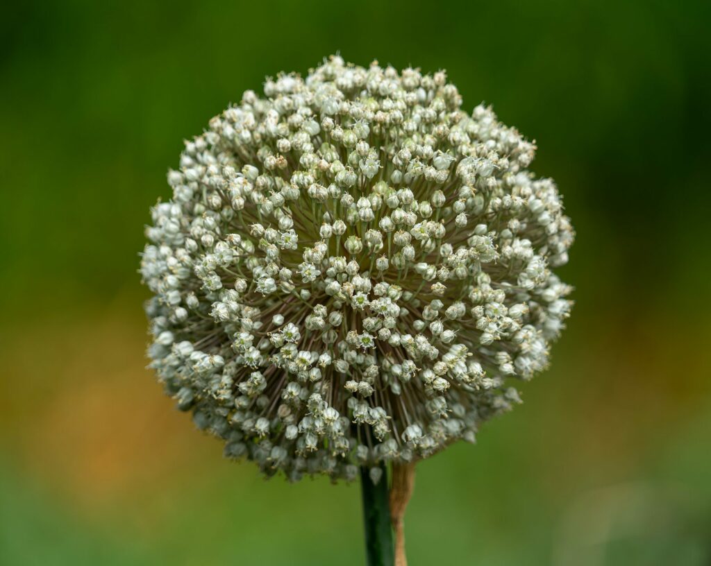 Лук репчатый — цветки (Allium cepa)